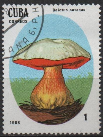 Setas Venenosas: Boletus satanas