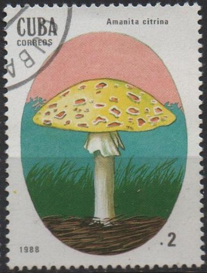 Setas Venenosas: Amanita citrina