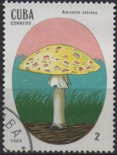 Setas Venenosas: Amanita citrina