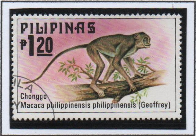 animales Filipinos: Macaco