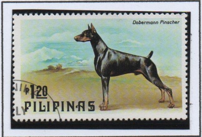 Perros: Dobermann