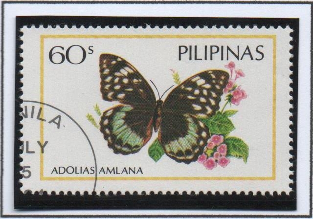 Mariposas: Amlana Adolias