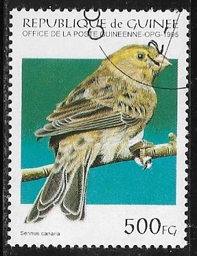 Aves - Atlantic Canary (Serinus canaria)