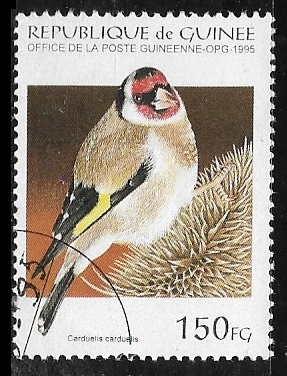 Aves -European Goldfinch (Carduelis carduelis)