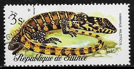 Reptiles - Nile Monitor (Varanus niloticus)