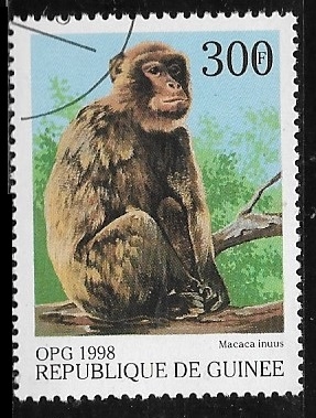 OPG 1998 - Crab-eating Macaque (Macaca irus)