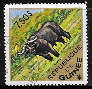 African Buffalo (Syncerus caffer)