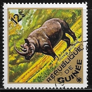 Black Rhinoceros (Diceros bicornis)