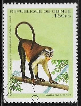 Mona Monkey (Cercopithecus mona)