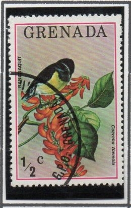 Flora y Fauna: Bananaquit