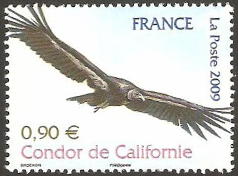 4375 - animales desaparecidos a amenazados, condor de california