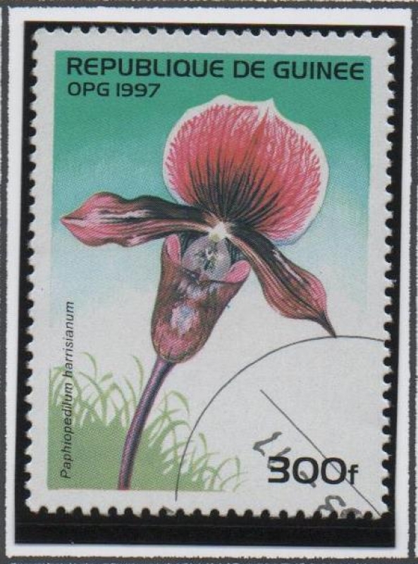 Orquídeas: Harrisianum Paphiopedilum