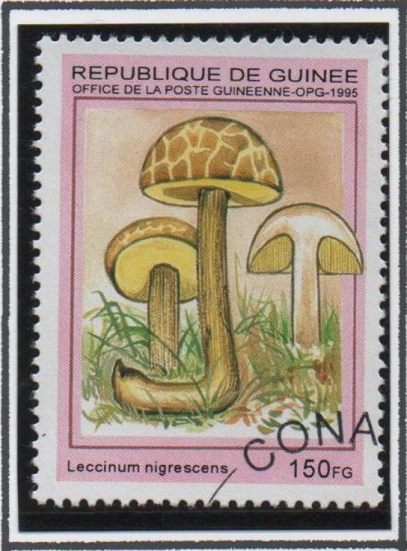 Hongos: Leccinum Nigrescens