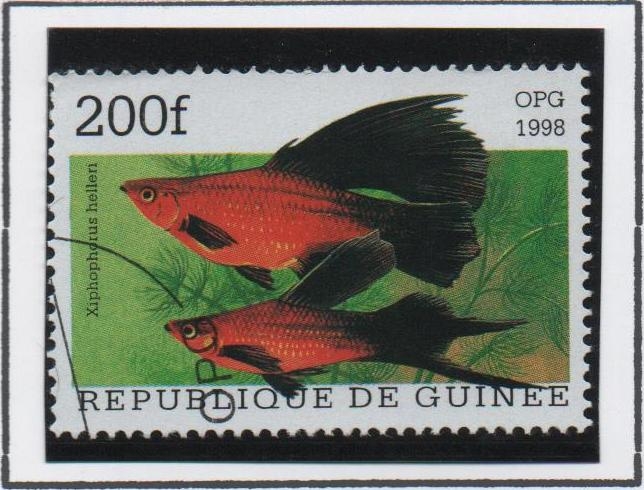 Peces: Xiphophorus helleri