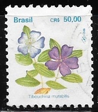 Flora Brasilera = Tibouchina mutabilis