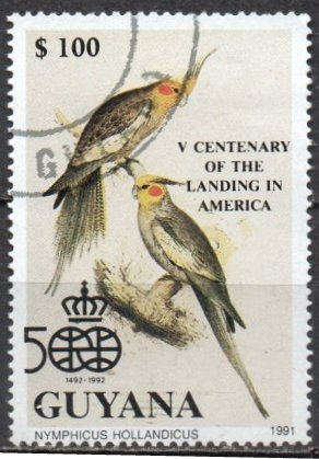 Pajaros: Nymphicus hollandicus