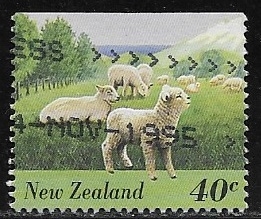 Domestic Sheep 