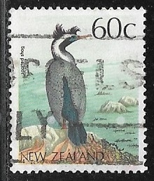 Aves - Spotted Shag