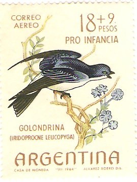 Golondrina