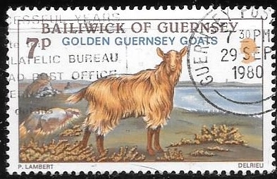 Guernsey