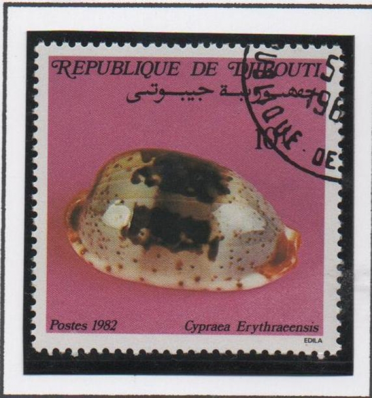 Conchas: Cypraea Erythaeenis