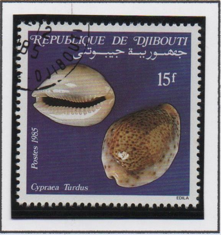 Conchas: Turdus  Cypraea