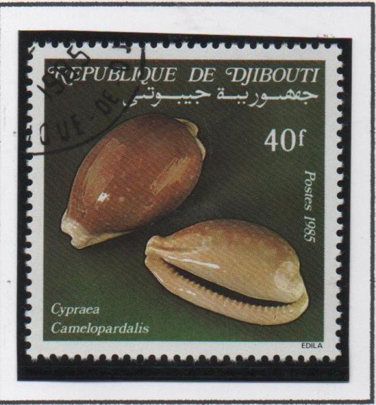 Conchas: Camelopardalis Cypraea