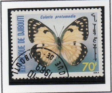 Colotis Protomedia