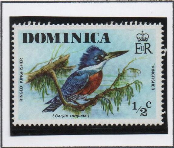 Kingfisher Anillado