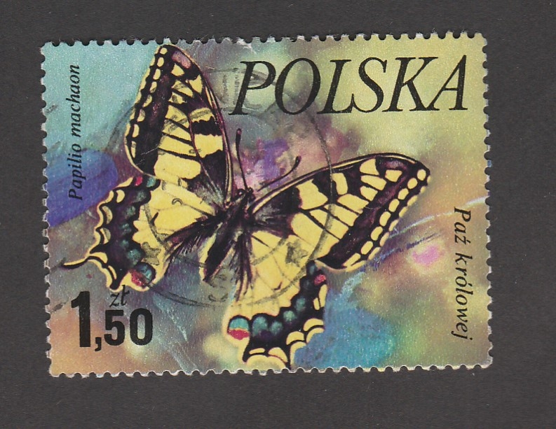 Mariposa Papilio machaon