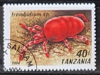 Trombidium sp.