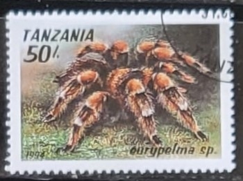 Eurypelma sp.