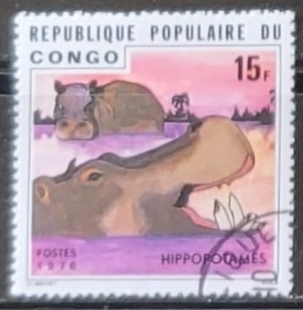 Hippopotamus amphibius