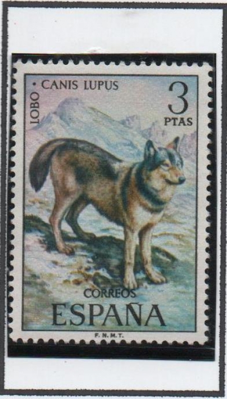 Lobo