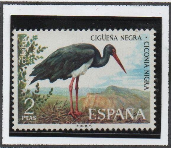 Cigüeña Negra