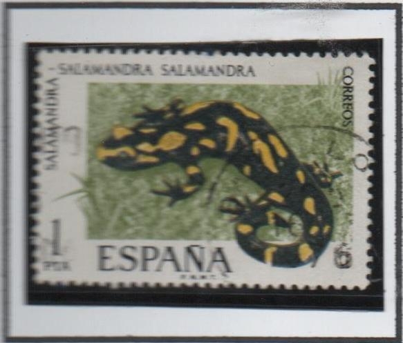 Salamandra