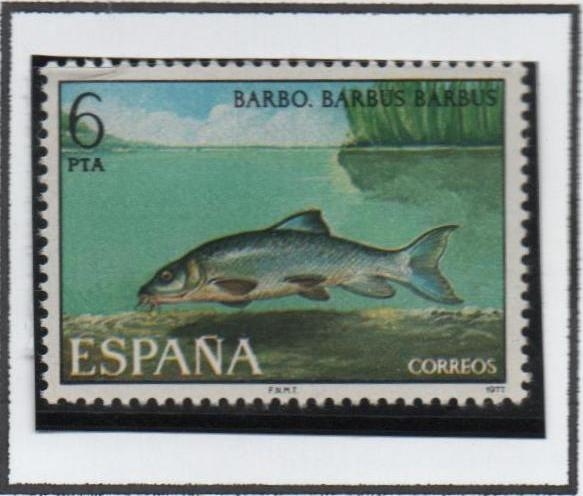 Fauna Hispánica: Barbo