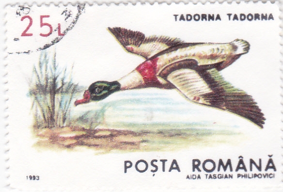 Tarro común (Tadorna tadorna)