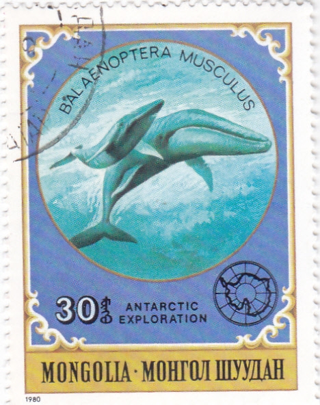 Ballena Azul (Balaenoptera musculus)