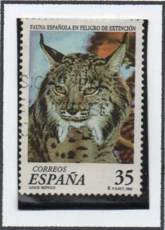 Fauna Española en Peligro: Lince