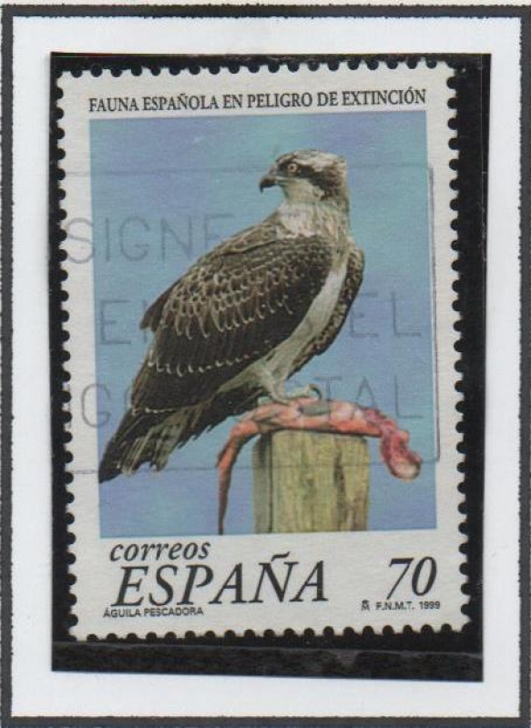 Águila Pescadora