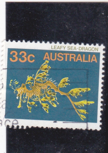 leafy sea-dragon