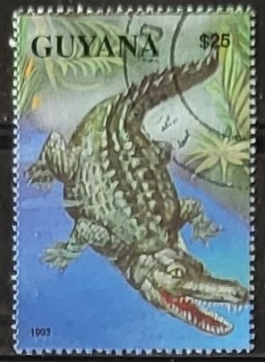 Crocodile