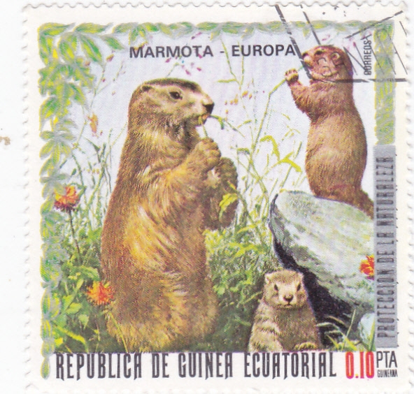 MARMOTA - PROTECCIÓN DE LA NATURALEZA 