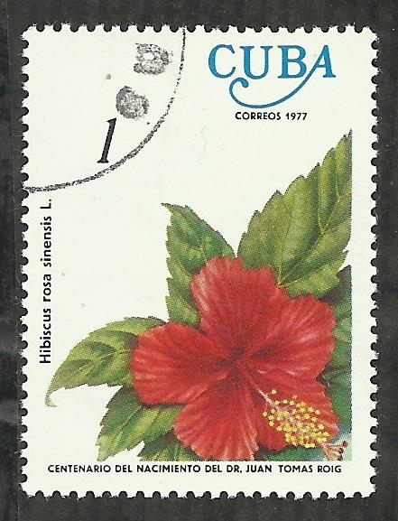 Hibiscus Rosa Sinensis