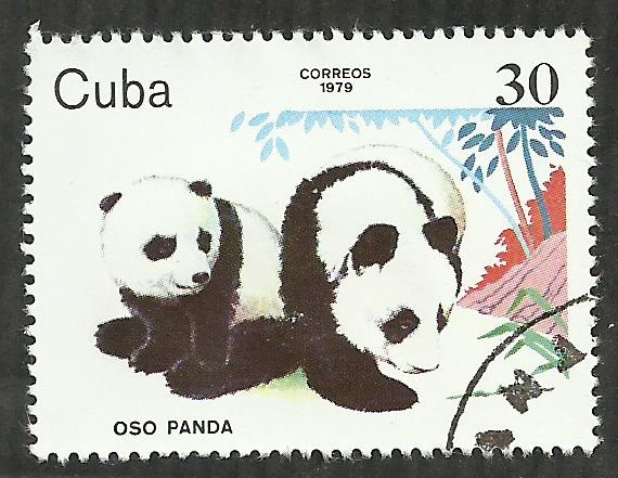 Oso panda