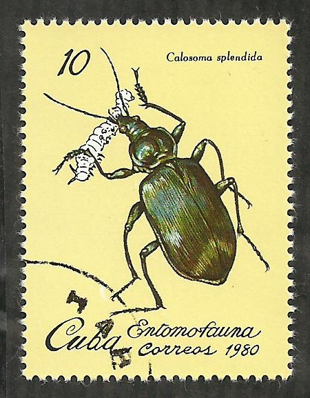 Calosoma Splendida