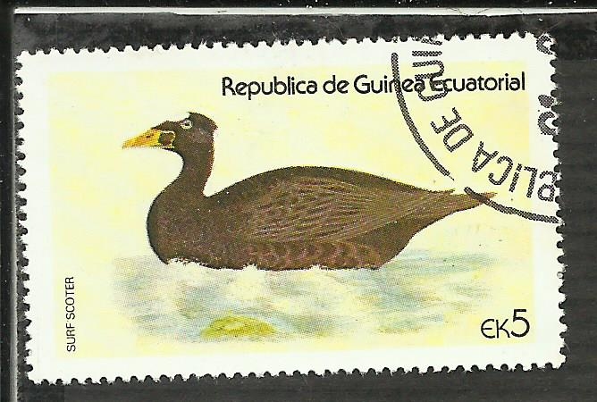 Surf Scoter