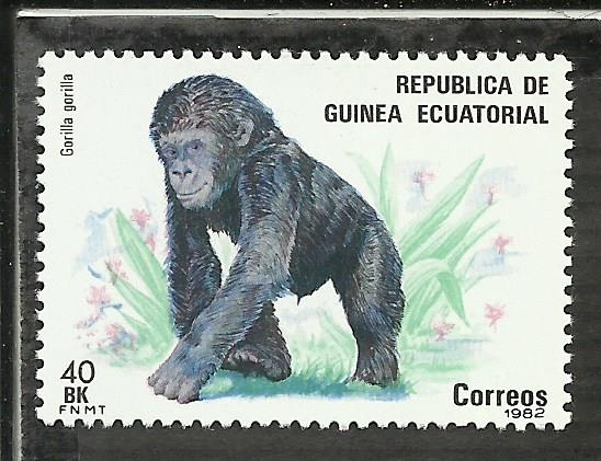 Gorila Gorilla