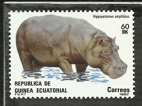 Hippopotamus anphibius